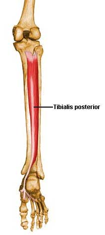 Tibialis Posterior Pain & Football